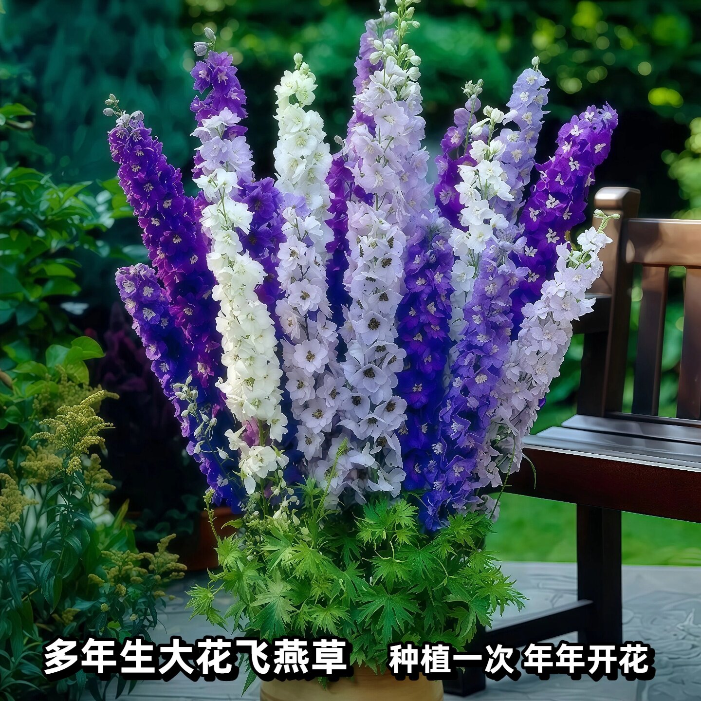 北极光大花飞燕草盆栽耐寒当年花图片