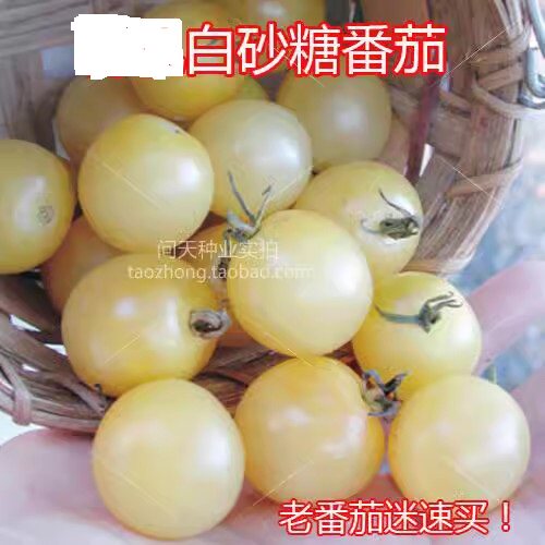白砂糖番茄圣女果西红柿蔬菜种子