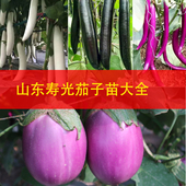茄子苗大龙长茄子杭线圆罐茄西瓜甜瓜苦瓜辣椒番茄茄蔬菜秧苗大全