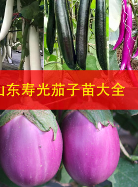 茄子科秧苗寿木种业寿光蔬菜种子