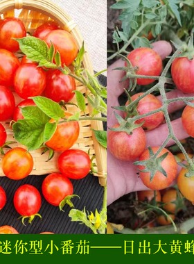 日出大黄蜂传家宝可留种樱桃番茄圣女果西红柿四季蔬菜种子籽孑苗