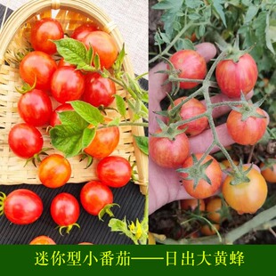 日出大黄蜂传家宝可留种樱桃番茄圣女果西红柿四季蔬菜种子籽孑苗