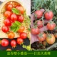 日出大黄蜂传家宝可留种樱桃番茄圣女果西红柿四季 蔬菜种子籽孑苗