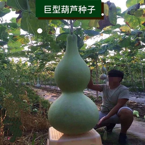 巨型大葫芦种子长度可达50厘米a