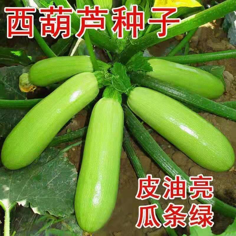 法国宝西葫芦可大面积耐热种子