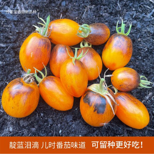 传家宝靛蓝琥珀梨型番茄种子多汁