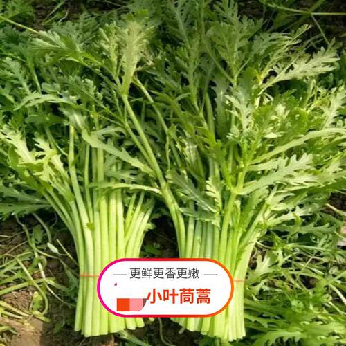 香嫩口感好四季茼蒿种子多次采收