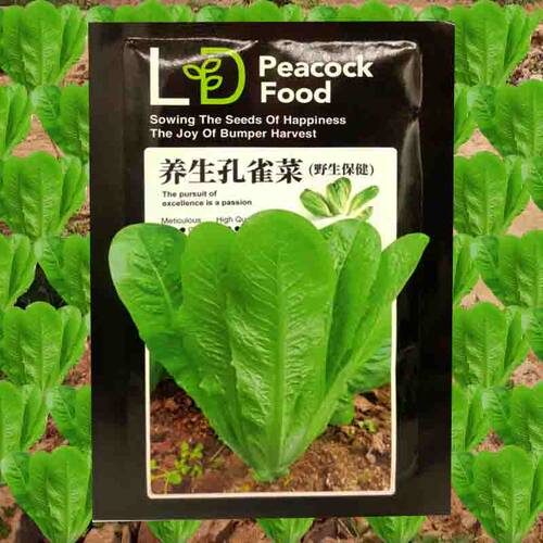 罗马直立生菜孔雀种子四季盆栽
