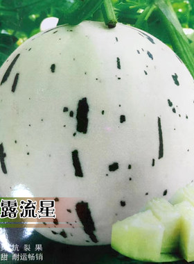 春播蔬菜春季西瓜种孑甜瓜种子孑
