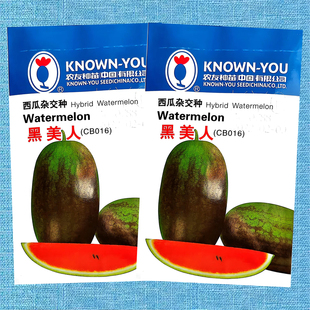 农友早熟高糖度红壤黑美人小西瓜甜瓜水果种子四季 礼品蔬菜种子