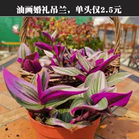 1 горшок из 11 см. Свадьба для рисования маслом (купить 2 получить 1 бесплатно)