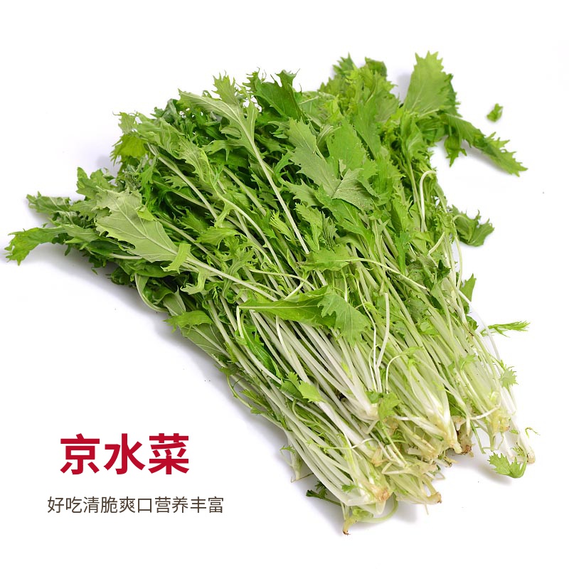 京水菜种子 水晶菜芥菜种子 蔬菜种子 庭院盆栽大面积种植均可