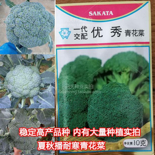 日本坂田原装优秀青花菜炎秀西兰花西蓝花蔬菜种子种孑种苗秧苗籽