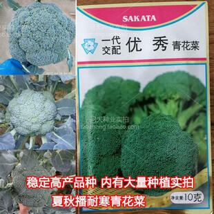 日本坂田原装优秀青花菜炎秀西兰花西蓝花蔬菜种子种孑种苗秧苗籽