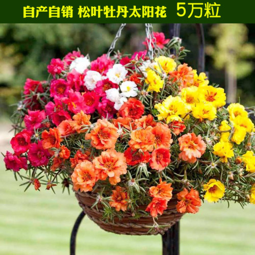 死不了松叶牡丹混色室内外太阳花