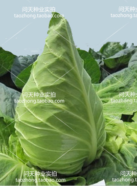 春丰牛心甘蓝包菜种子卷心菜洋白菜四季春秋季盆栽蔬菜种子籽秧苗