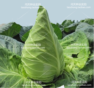 春丰牛心甘蓝包菜种子卷心菜洋白菜四季春秋季盆栽蔬菜种子籽秧苗