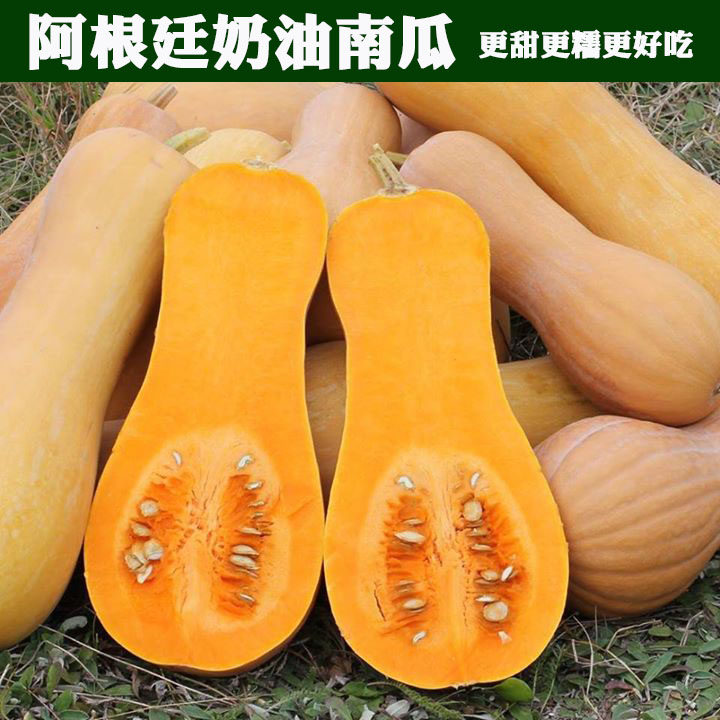 阿根廷奶油烧烤南瓜西葫芦丝瓜四季可食用盆栽蜜秘本蔬菜种子孑苗