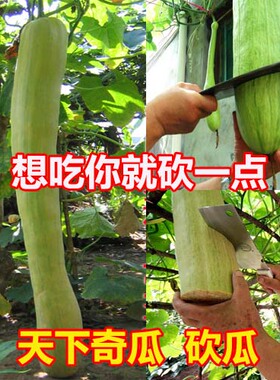 巨型砍瓜种子砍后继续生长想吃多少砍多少四季春季蔬菜种子籽孑