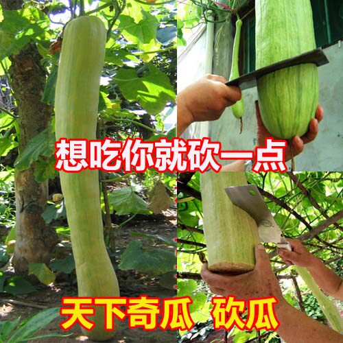 巨型砍瓜种子砍后继续生长想吃多少砍多少四季春季蔬菜种子籽孑 - 封面