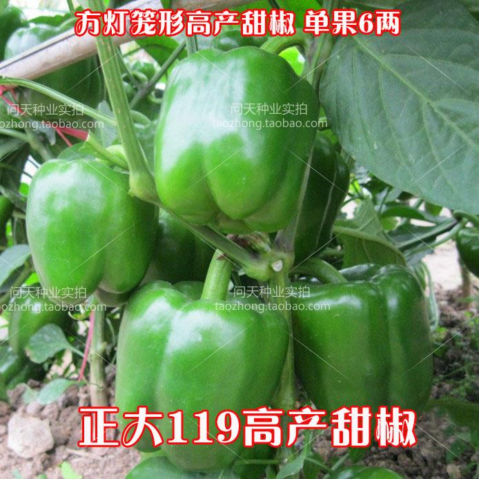 正大方椒甜椒辣椒太空圆椒蔬菜种