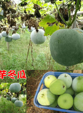 香芋小冬瓜种子芋头香味肉质细腻