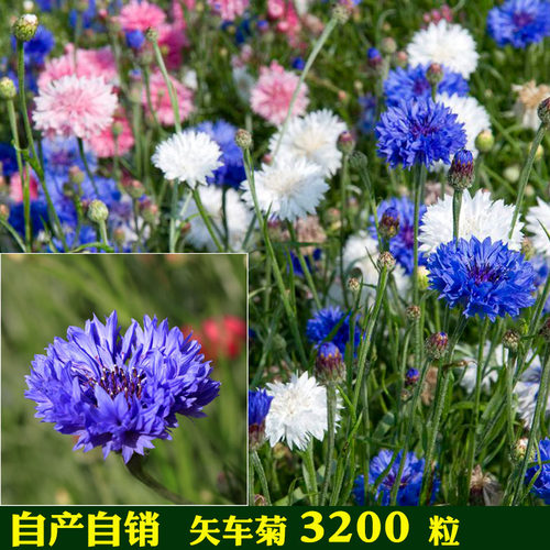 矢车菊阳台室内四季盆栽花种子