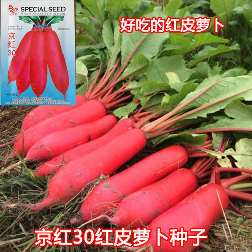 红皮萝卜水萝卜问天种业代理四季