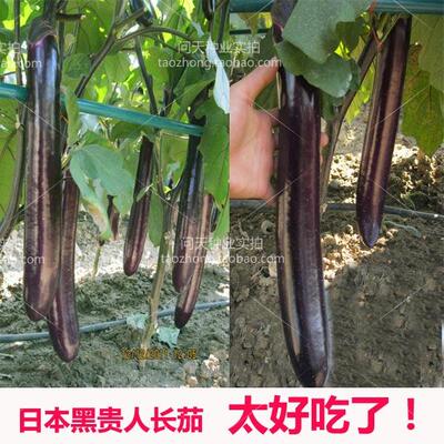 进口东方紫剑长茄高产抗病种子