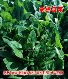 波斯特火凤凰伏播王菠菜耐热四季春夏季盆栽好吃蔬菜种子籽孑