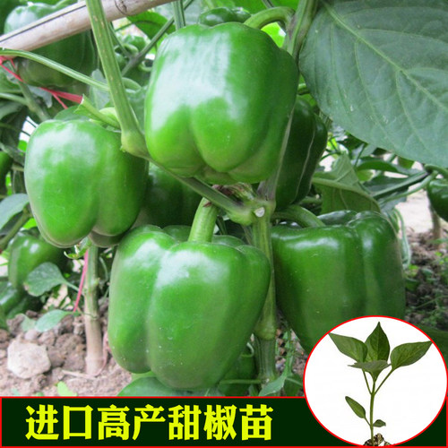 进口高产甜椒苗方椒螺丝椒线椒