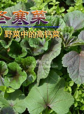 冬寒菜种子 冬苋菜 马蹄菜 高钙菜种子 中药种子 野菜 四季栽培