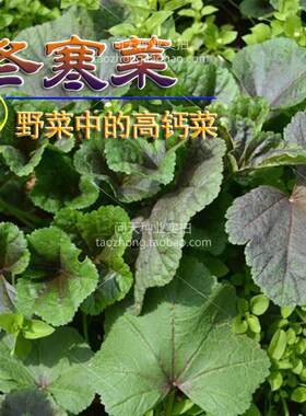 冬寒菜种子高钙菜问天四季野菜