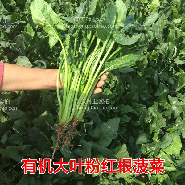 山东四季种子栽培耐热大叶菠菜