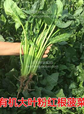 山东四季种子栽培耐热大叶菠菜