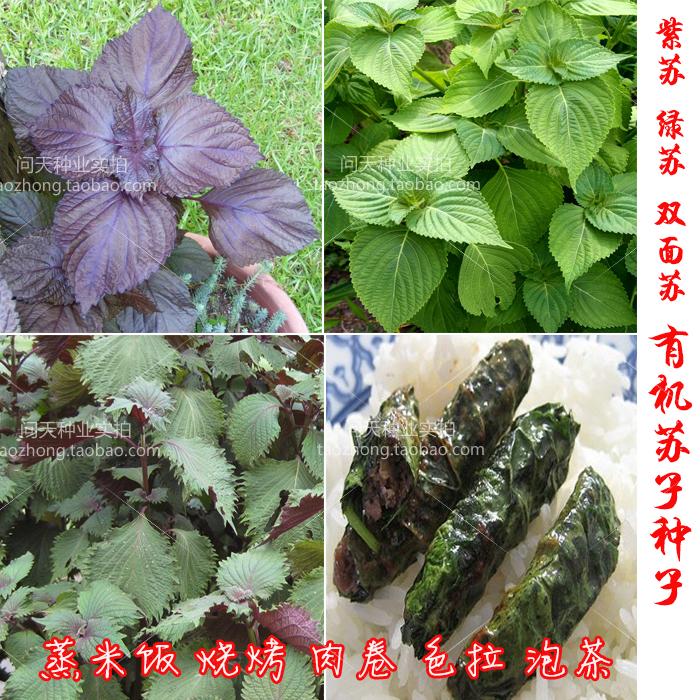 双色大叶苏子紫苏阳台盆栽蔬菜香草种子籽苗孑四季春夏秋冬季种籽