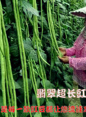 高产抗病番茄黄瓜芸豆蔬菜种子