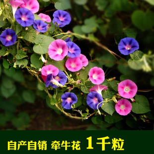 香草花卉种子爬藤大牵牛种子波斯菊野花组合种子太阳花康乃馨种子