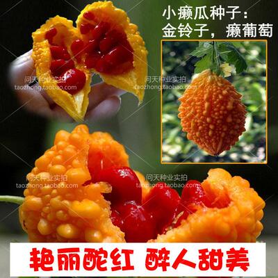 爽甜好吃水果金铃子癞葡萄种子孑