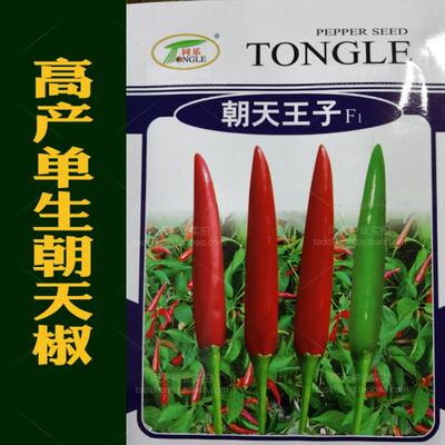 进口香辣菜园四季朝天椒蔬菜种子