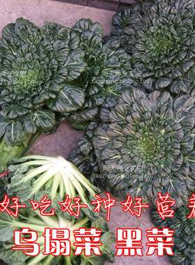 春播蔬菜菊花油生乌塌菜种子籽孑