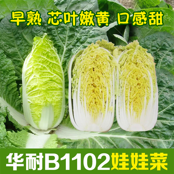 蔬菜b1102鲜黄四季娃娃菜种子