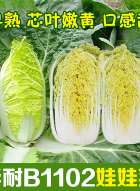 华耐B1102娃娃菜小白菜心叶鲜黄 叶球紧实四春季好吃蔬菜种子籽孑