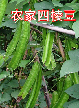 有机海南营养丰富多年生四棱豆