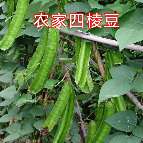 有机海南营养丰富多年生四棱豆