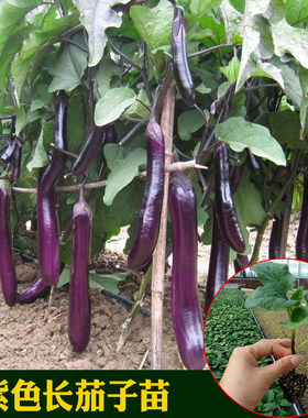 茄子线茄圆茄子秧苗种子长茄