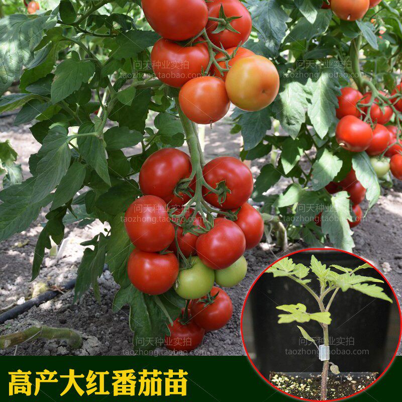 齐达利大红番茄西红柿圣女果蔬菜种子种苗水果四季种子籽孑苗