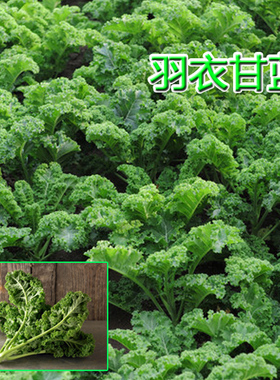 四季盆栽蔬菜种子羽衣甘蓝种子羽叶甘蓝种籽孑食用秋冬季紫色耐寒