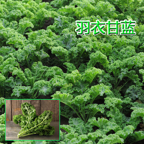 蔬菜种子高产易种四季营养丰富