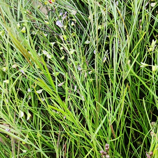 远志种子种苗东北中药材植物种籽室内庭院盆栽新奇花卉小草四季